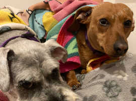 Red Minature dashund & miniature Schnauzer for sale.