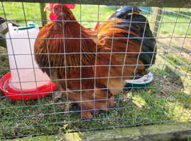 Trio Buff Columbian Pekin Bantams in Salisbury on Freeads Classifieds ...