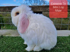 Mini lop male youngsters