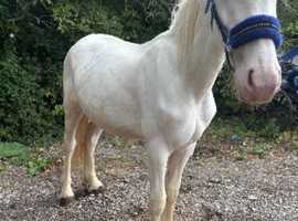 Cob cross Clydesdale