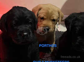 Labrador puppies for hot sale sale south east