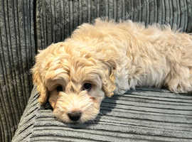 Ready now Last Cream Shihpoo x Sproodle
