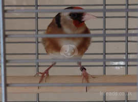 Goldfinch Hen 2023 closed ring.