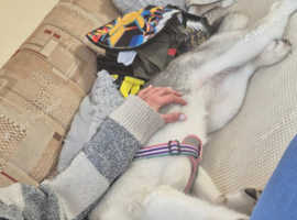 7 month old female white with 2 different colour eyes