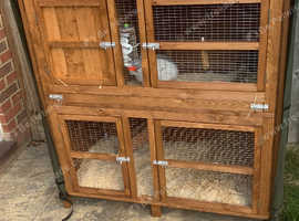 Rabbits male and female with 2 story hutch with bedding and food