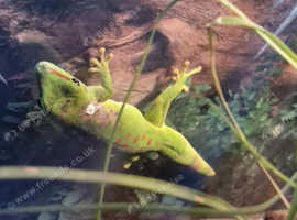 Gaint madagascar day geckos