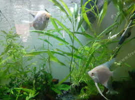 Angel fish