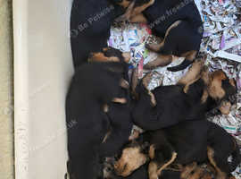 2 Male quality Airedale puppies from litter of 9