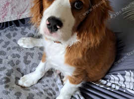 King Charles Cavalier