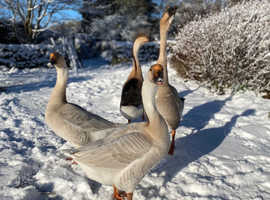 4 x chinese geese hatching eggs