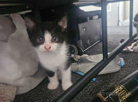 I have black and white kittens for sale 8 weeks old