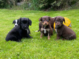 Stroller puppy's