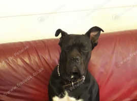 Rehoming Female Cane Corso
