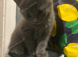 Russian blue mix