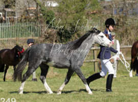 Registered Welsh section A.
