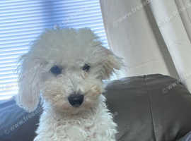 Miniature white poodle for sale.