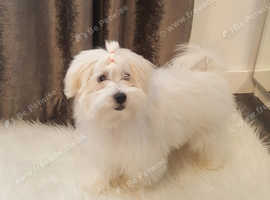 Coton de Tulear