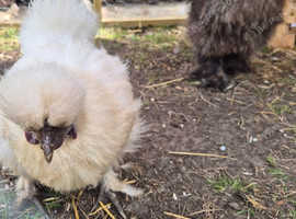 Silkie breeding pair