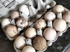 Fertile turkey eggs for sale