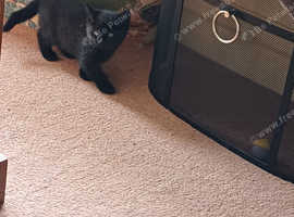 ** Lucky Black Cat - Boy **