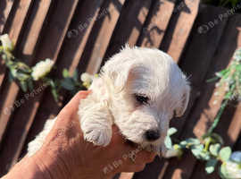 Westiepoos for sale