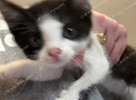 Kitten