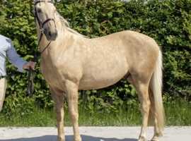 Palomino Andalusian for sale