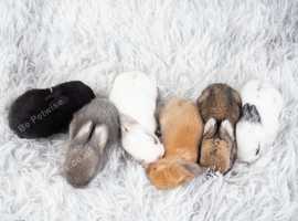 Looking to buy a female rabbit