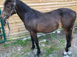 Stunning registered new forest filly