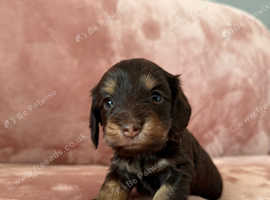 Adorable Longhair mini dachshund X puppies
