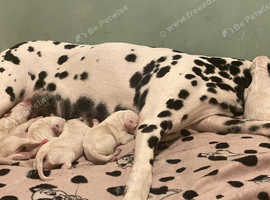 8 beautiful Dalmatian puppies