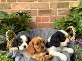 Ready Now - Cavalier King Charles boys & girls
