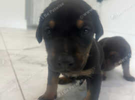 9 Stunning Doberman Mix Puppies - Energetic, Loyal, and Ready for Their Forever Homes! 5 Girls & 4 Boys