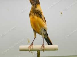 Canaries