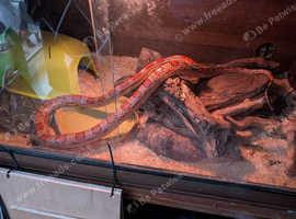 Beautiful large corn snake