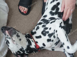 6 month old Dalmatian
