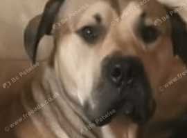 Beautiful Cane Corso