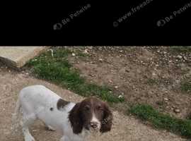 Male springer spaniel