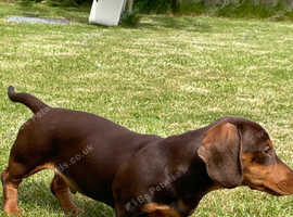 Miniature Dachshund Boy