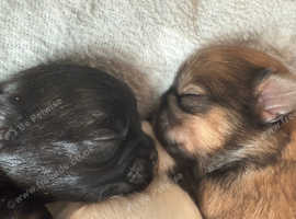 Shiranian puppies ( Pomeranian cross imperial shihtzu)