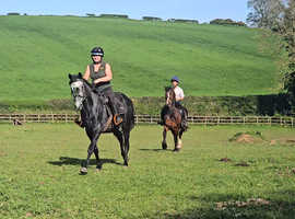 Handsome steel grey 15.3hh irish type gelding