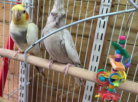 Breeding pair Cockatiels