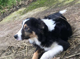 Ben collie dog