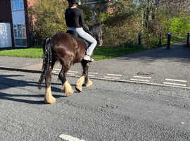 Welsh x cob for full loan