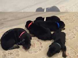 ADORABLE DOBERMAN PINSCHER PUPPIES