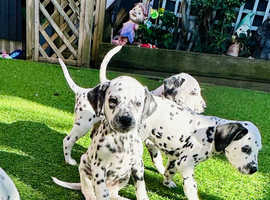 Dalmatian Puppies Ready Now
