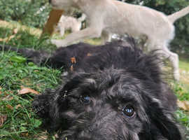 Shepadoodle Puppies *health tested parents*