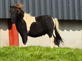 Miniature Shetland