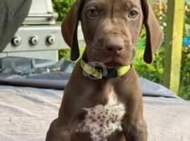 German Shorthaired Pointer Dogs and Puppies UK | Find Puppies and Dogs ...