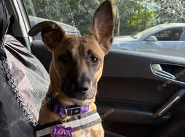 8 month old Belgian Malinois female Puppy